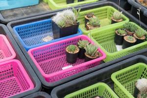 Beautiful close-up cactus in the garden. Various types of beauty cactus markets or cactus farms. Green house plants concept. photo