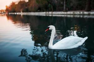 White Swan in the canal of the park against photo