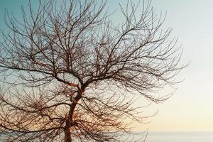 ramas sin hojas de un árbol elegante contra el fondo de un cielo azul al atardecer. foto