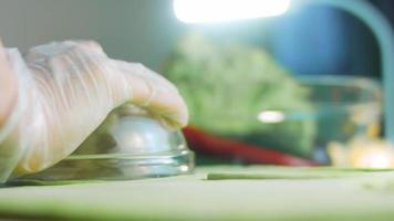 Tortillas prepared and decorated with spinach and beets. Red and green tortillas video