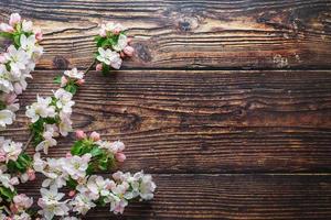 Sakura blooming on a dark rustic wooden background. Spring background with blossoming apricot branches and cherry branches photo