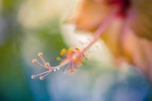 Beautiful flower blossoming hibiscus in macro closeup. Nature background, wallpaper, desktop, cover. photo