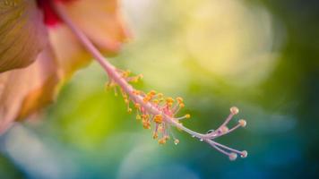 Beautiful flower blossoming hibiscus in macro closeup. Nature background, wallpaper, desktop, cover. photo