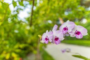 Pink Phalaenopsis or Moth dendrobium Orchid flower in tropical island. Floral background. Selective focus. Agriculture idea concept design with copy space add text with blurred background photo