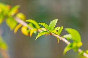 Green nature, nature environment, fresh green leaf on branch, sunny weather, new life concept photo