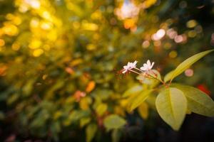 Colorful nature flower on dark tropical foliage nature background. Sunset light of natural closeup blossom, fresh white petals on delicate blurred background photo