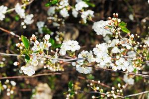 twigs of flowering cherry in spring forest photo