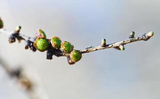 green cones on larch tree twig close up photo