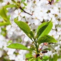 green foliage of cherry tree photo