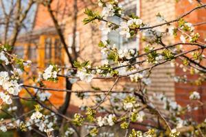 twigs of cherry on backyard in spring evening photo