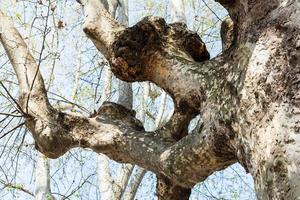 tronco de árbol sicómoro en la ciudad de padua en primavera foto