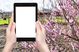 farmer photographs garden with peach tree photo