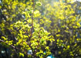 young green foliage illuminated by sun in park photo