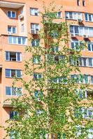 green birch tree and brick apartment house photo