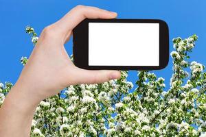 smartphone and spring blossoming tree and blue sky photo