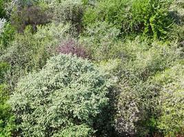 blooming cherry, plum and apple trees photo