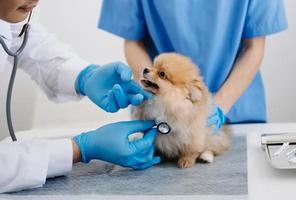 Two doctors are examining him. Veterinary medicine concept. Pomeranian in veterinary clinic. photo