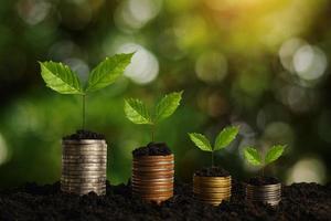 The seedlings are growing on the coins that are stacked together against of morning sun photo