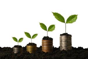 The seedlings are growing on the coins that are stacked together against Isolated in background photo