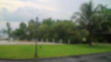 cocotero enano en un parque junto a la playa foto