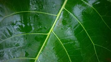 textura de hojas verdes como fondo foto