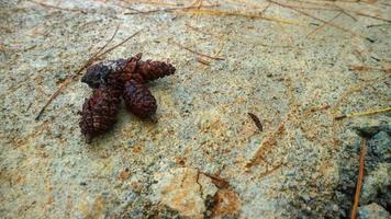 pine-cones on concrete floor as background photo