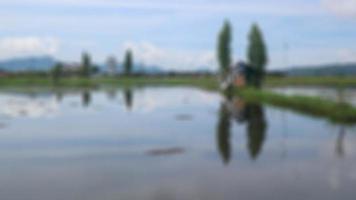 cabin in the middle of rice fields reflected in water photo