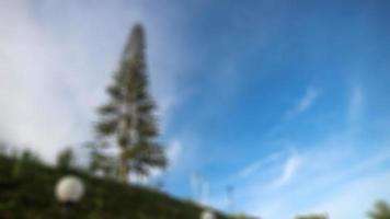 a beautiful pine tree on a hill on the edge of lake tondano photo