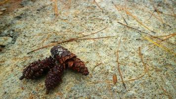 pine-cones on concrete floor as background photo