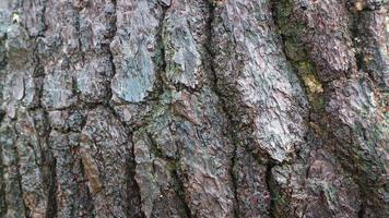 pine tree bark texture as background photo