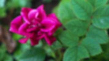 beautiful red roses with green leaves photo