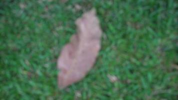 dry leaves on green grass in a park photo