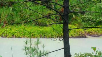 Hot spring lake with green trees photo