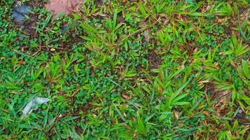 the sandy soil with green grass as background photo