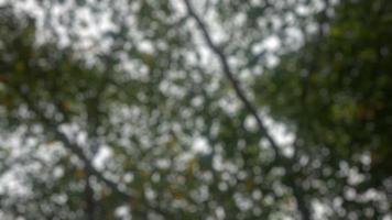 tree with dense green leaves in the portrait from below photo