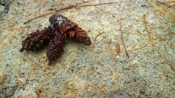 pine-cones on concrete floor as background photo