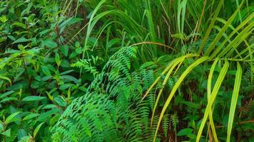 beautiful green leaves as the background photo