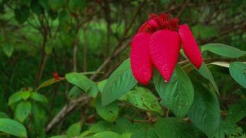 hermosas e impresionantes flores rojas de mussaenda erythrophylla foto