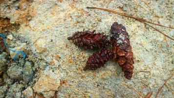 pine-cones on concrete floor as background photo