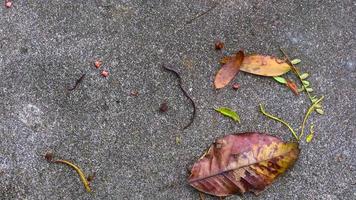 concrete road texture with falling leaves photo