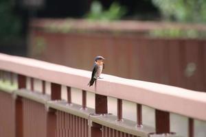 Pacific Swallow on a bridge