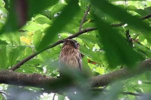 Buffy Fish owl amongst the canopy photo