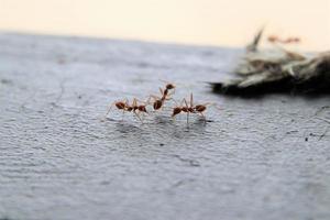 Red Weaver Ants on a piece of wood photo