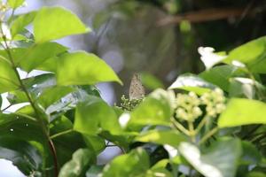 Small Tropical Butterfly on a leaf photo