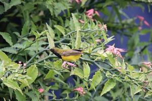 Olive backed sunbird on a tropical plant photo