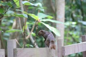 Plantain Squirrel in a reserve photo