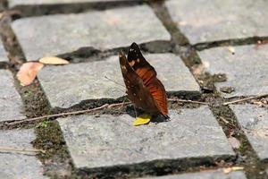 Autumn Leaf Butterfly on the ground under the sun photo