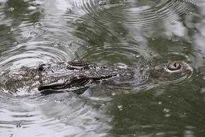 Saltwater Crocodile looking menacingly from the water photo