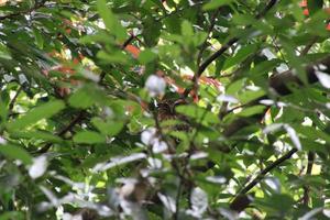 Buffy Fish owl amongst the canopy photo