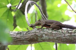 Plantain Squirrel in a reserve photo